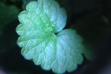 Leaf-of-Ground-ivy-plant