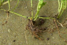 Root-of-Ground-Ivy-plant