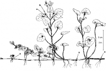 Sketch-of-Ground-Ivy-plant