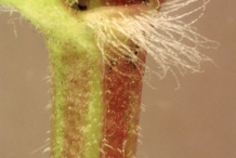 Stem-of-Ground-ivy-plant