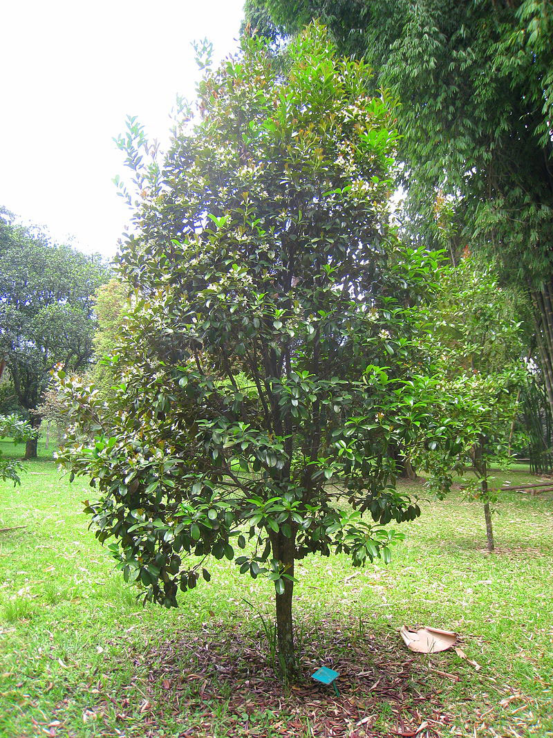 Grumichama-Tree