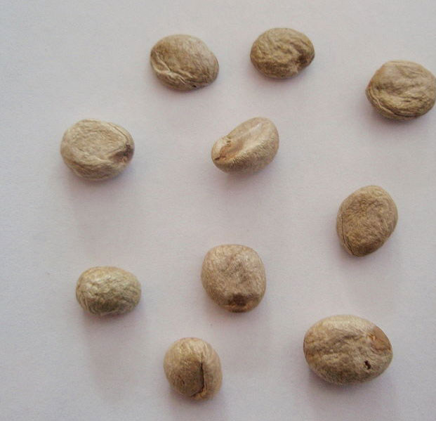 Seeds-of-Grumichama