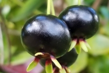 Closer-view-of-fruit-of-Grumichama