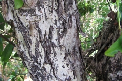 Bark-of-Grumichama