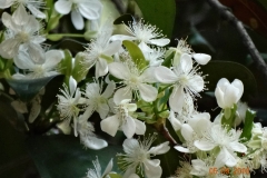 Flowers-of-Grumichama