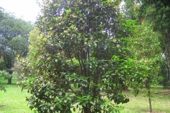 Grumichama-Tree