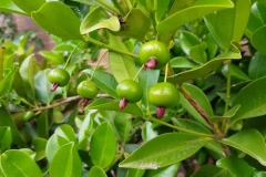 Immature-fruits-of-Grumichama