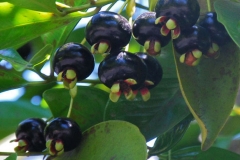 Mature-fruits-of-Grumichama
