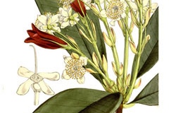 Plant-Illustration-of-Grumichama