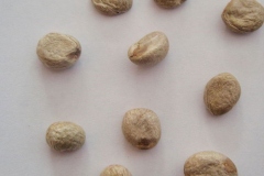 Seeds-of-Grumichama
