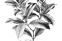 Sketch-of-Grumichama