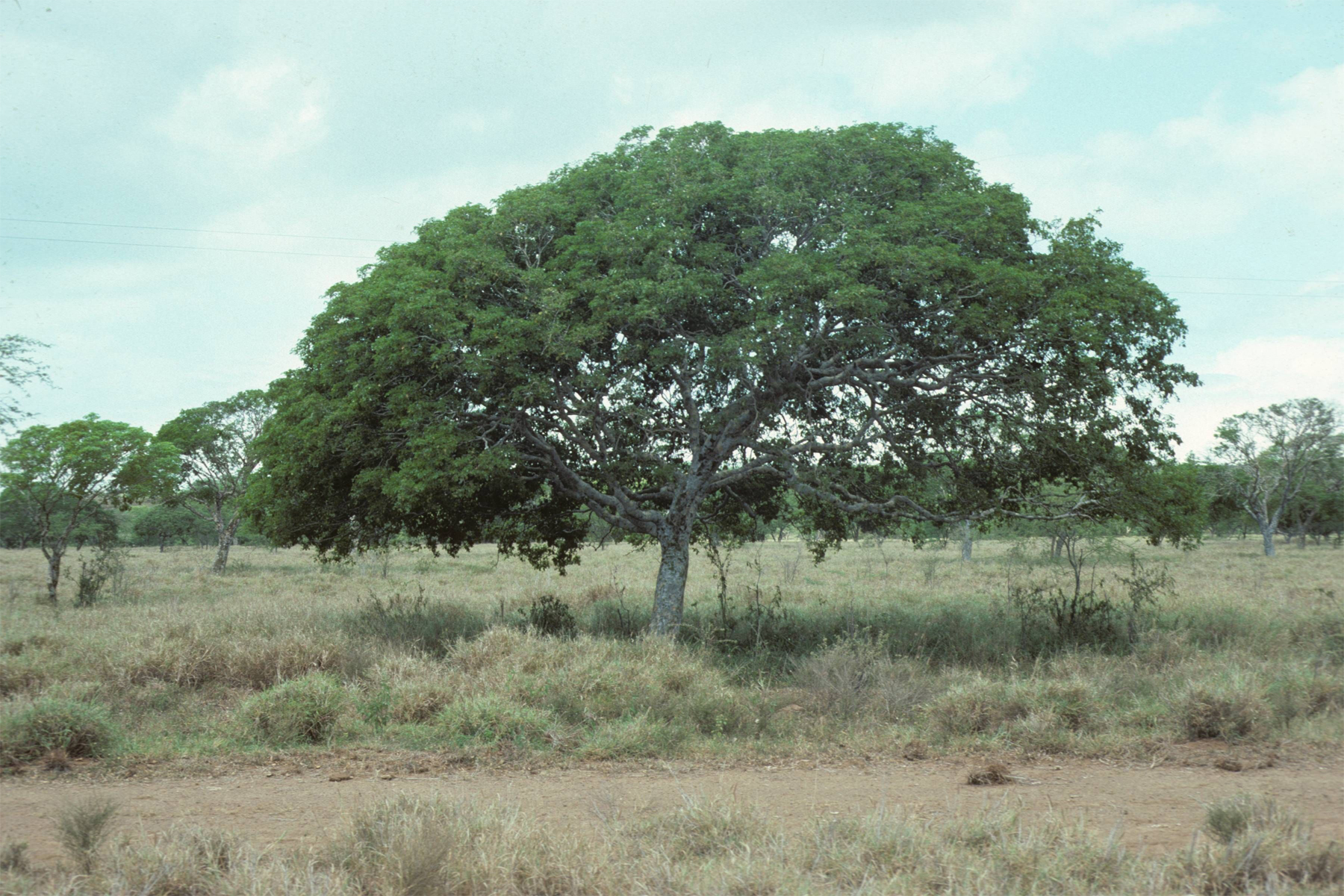 Guaiacum-tree