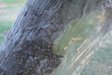 Guaiacum-bark
