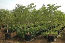 Guaiacum-farm