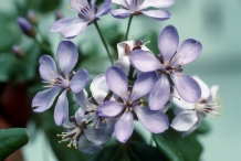 Guaiacum-flower