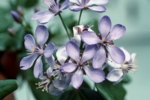 Guaiacum-flower