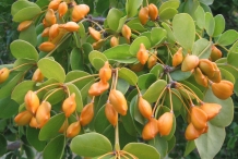 Guaiacum-fruit