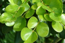 Guaiacum-leaves