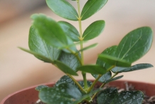 Guaiacum-seedlings