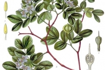 Illustration-of-Guaiacum