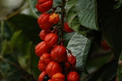 Fruits