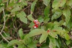 Leaves