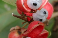 Opened-fruits