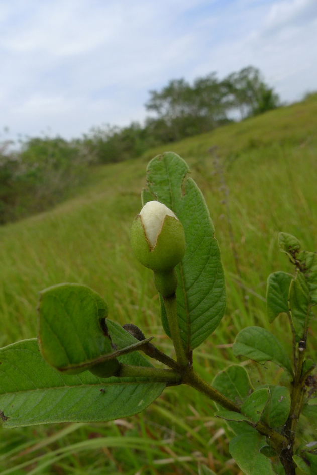 Guava-flower-bud
