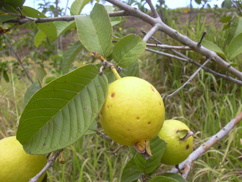 Guava-fruit-ripe