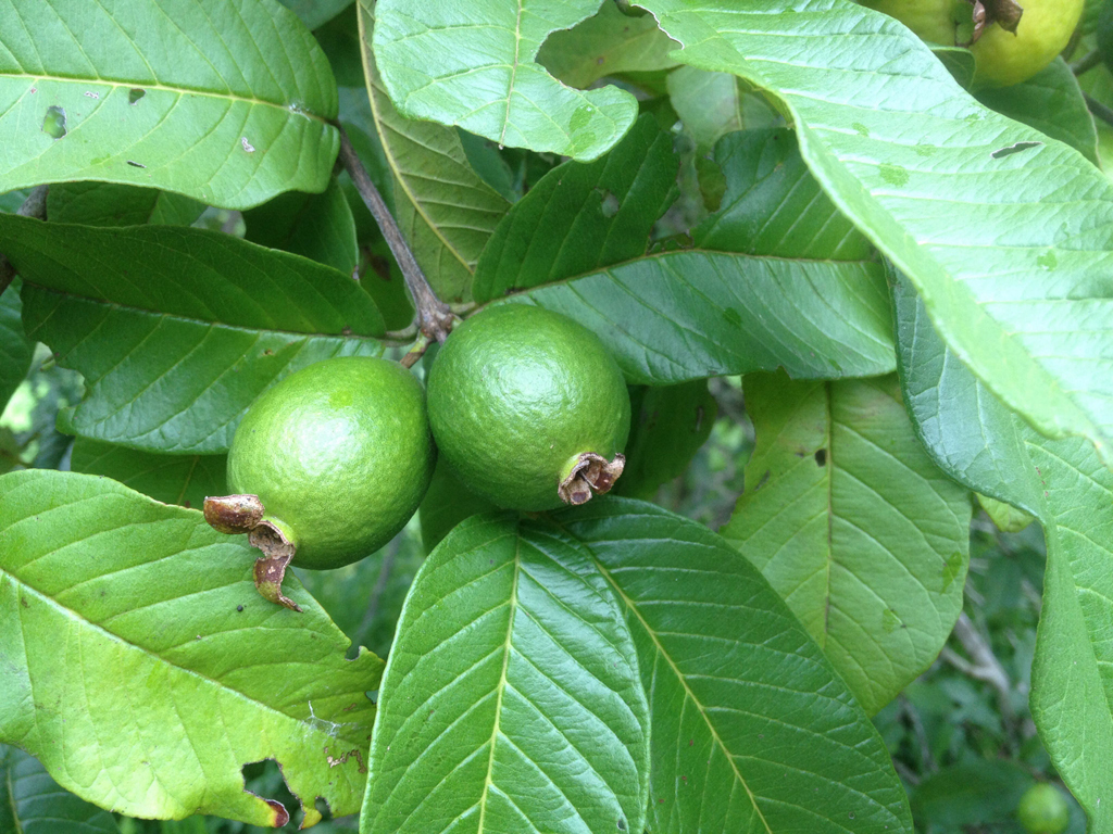 Guava-fruit-unripe