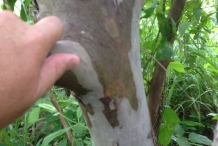 Guava-bark