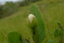 Guava-flower-bud