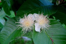 Guava-flowers