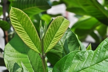 Guava-fruit-leaves