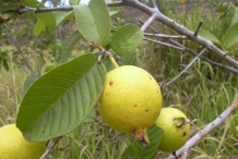 Guava-fruit-ripe