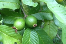 Guava-fruit-unripe