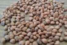 Guava-seeds