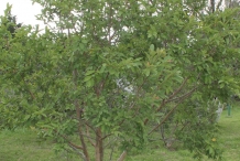 Guava-tree