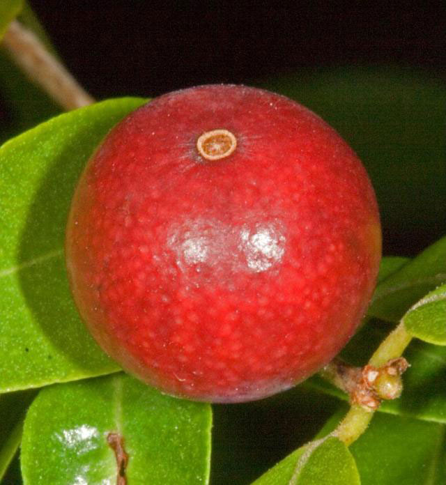 Closer-view-of-fruit-of-Guavaberry-