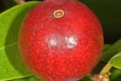 Closer-view-of-fruit-of-Guavaberry-