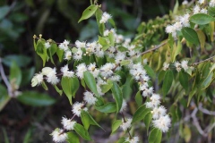 Flowers-of-Guavaberry