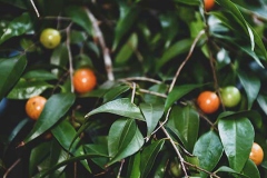 Guavaberry-fruits-on-the-tree