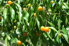 Guavaberry-plant