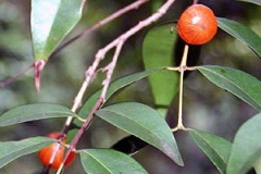 Leaves-of-Guavaberry