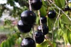 Mature-Guavaberry-on-the-tree