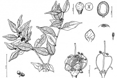 Plant-Illustration-of-Guavaberry