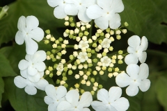 Flower-and-flower-buds-of-Guelder-Rose