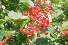 Guelder-Rose-fruits