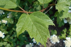 Guelder-Rose-leaf