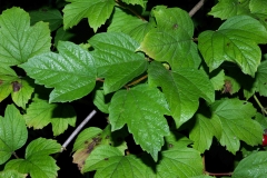 Guelder-Rose-leaves
